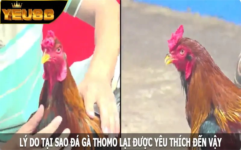 Lý do tại sao đá gà Thomo lại được yêu thích đến vậy?